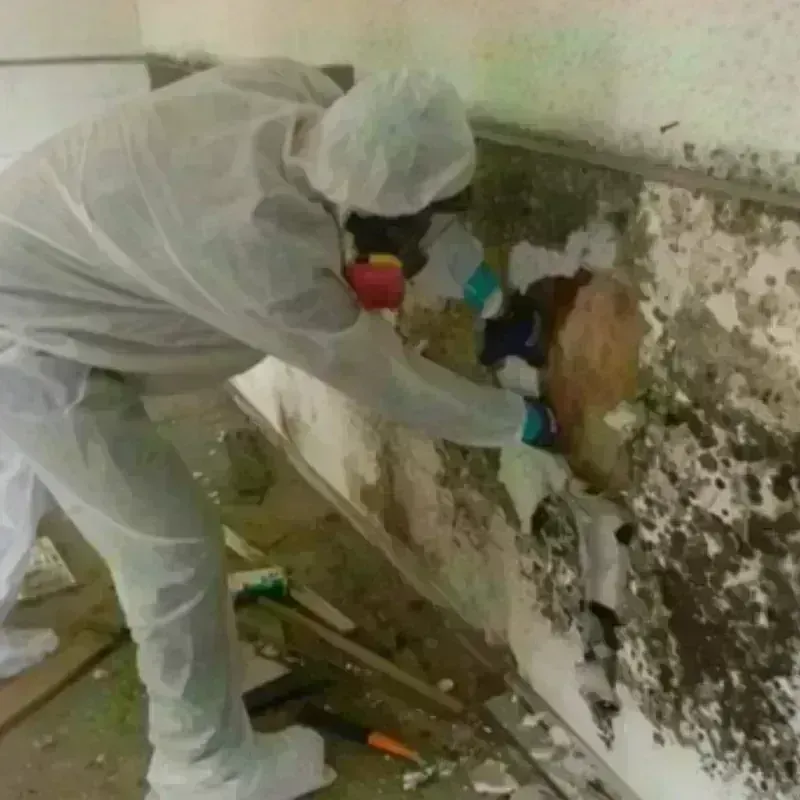 Mold Remediation and Removal in Limestone County, TX